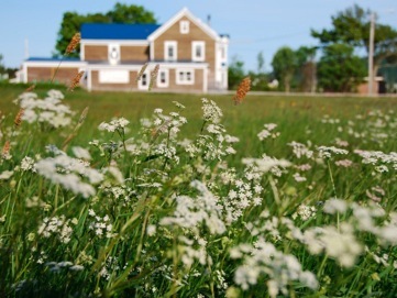 Wild Caraway