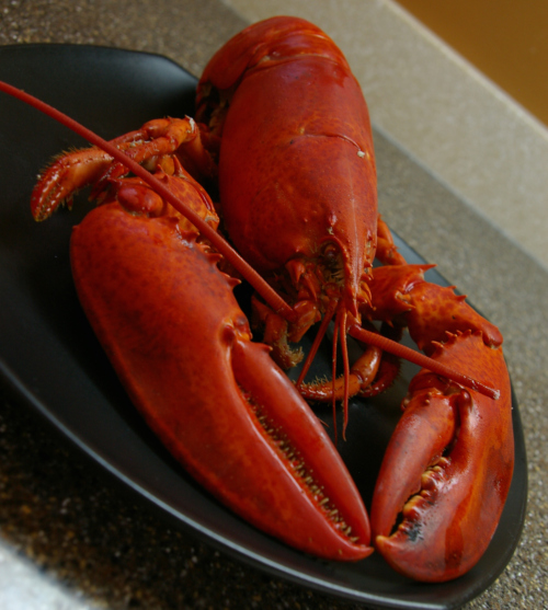 Lobster-001