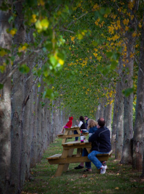 Luckett Vineyards