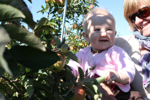 photo 8 Ada and apples